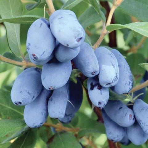 Lonicera Boreal Beauty, long blue berries in clusters growing on a bush
