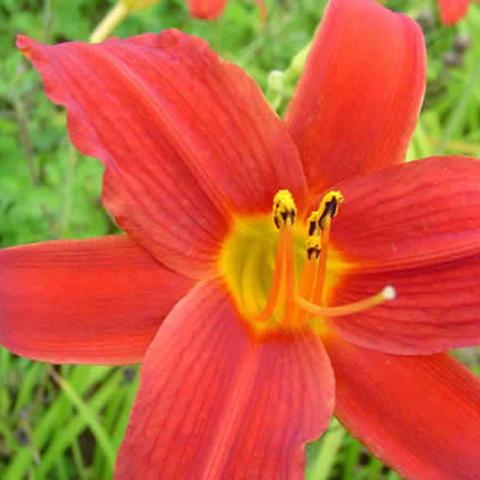 Hemerocallis Minnesota, strong red flower with a gold to green throat