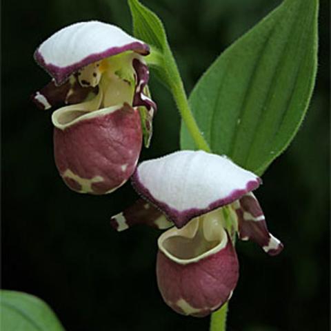 Cypripedium Frosch's Alaskan Beauty, white-hooded maroon-pouched