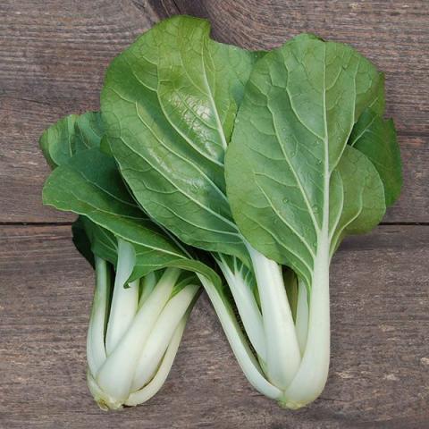 White-stemmed Pac Choy, green leaves and white stems