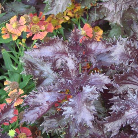 Purple leaved plant with feathery edges.