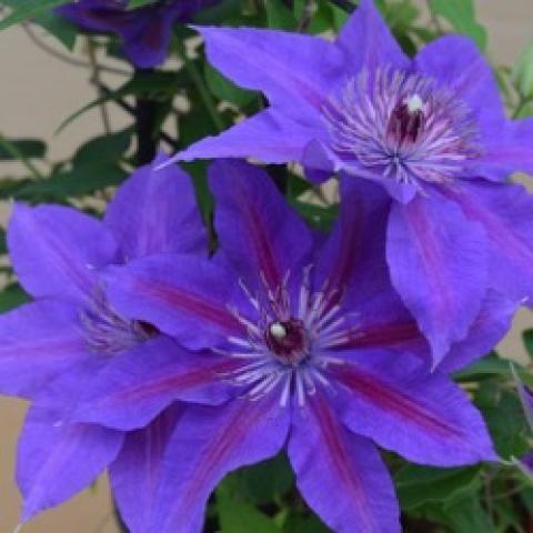 Clematis Boulevard Edda, lavender-blue single flowers